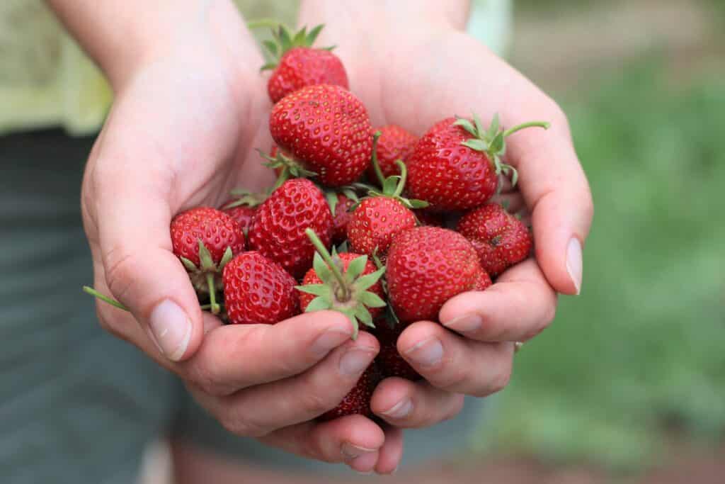 60+ Erdbeeren Wann Ernten, Die besten monate, um erdbeeren zu kaufen