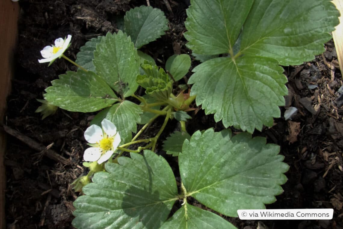 Erdbeeren 'Mara de Bois'