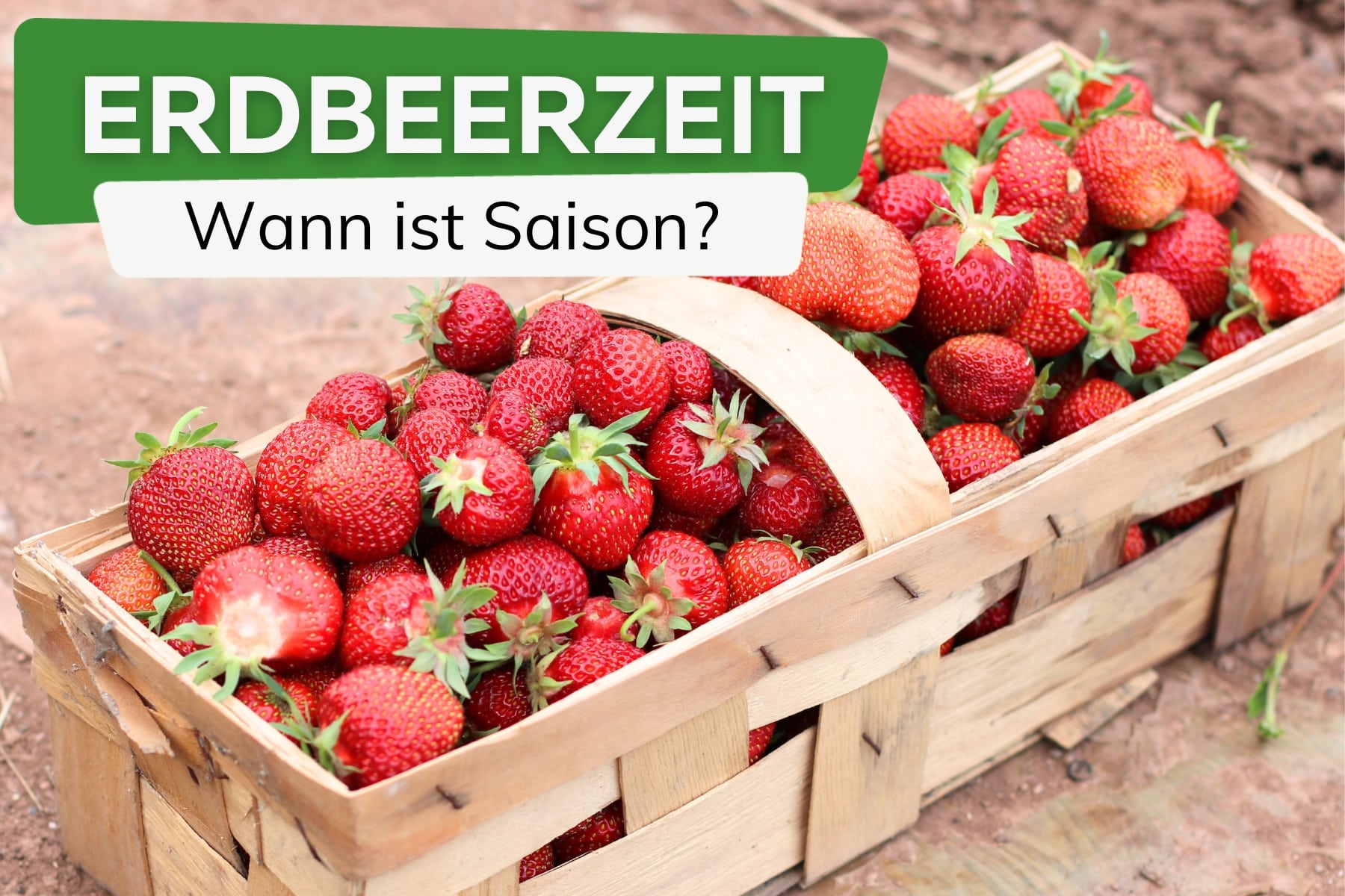 Erdbeerzeit, Erdbeersaison - Körbchen voller frisch geernteter Erdbeeren