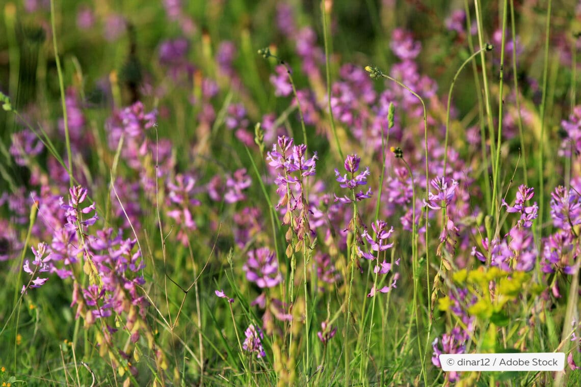 Erdrauch (Fumaria officinalis)