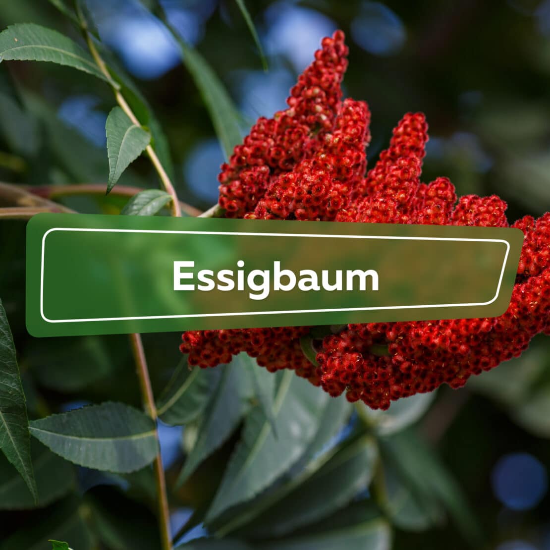 Essigbaum