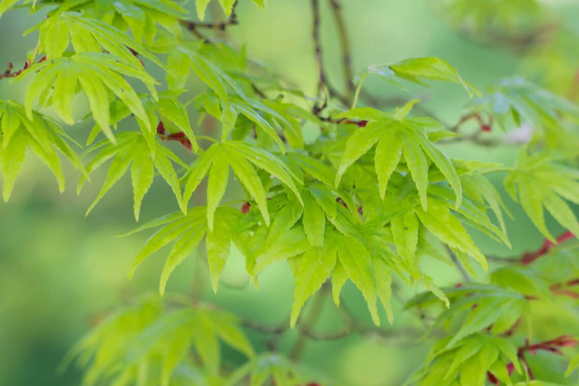 Fächer-Ahorn (Acer palmatum)