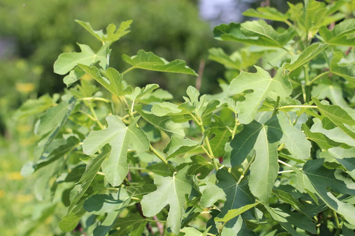 Feigenbaum (Ficus carica)