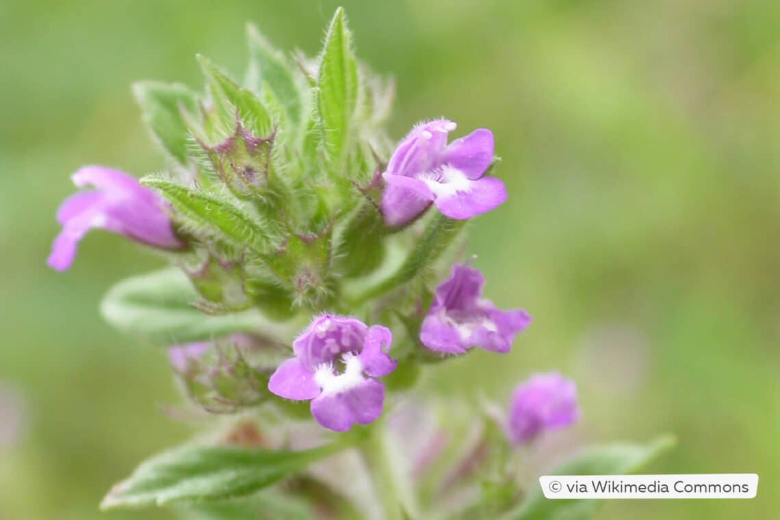 Feld-Steinquendel (Acinos arvensis)