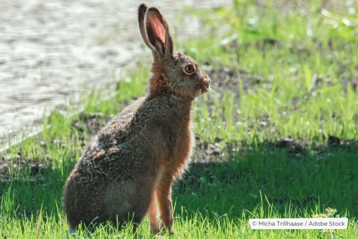 Feldhase (Lepus europaeus)