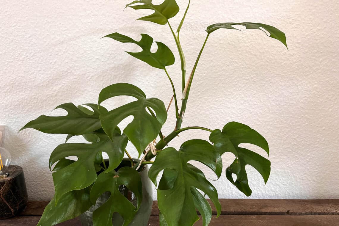 Fensterblatt (Monstera Minima)