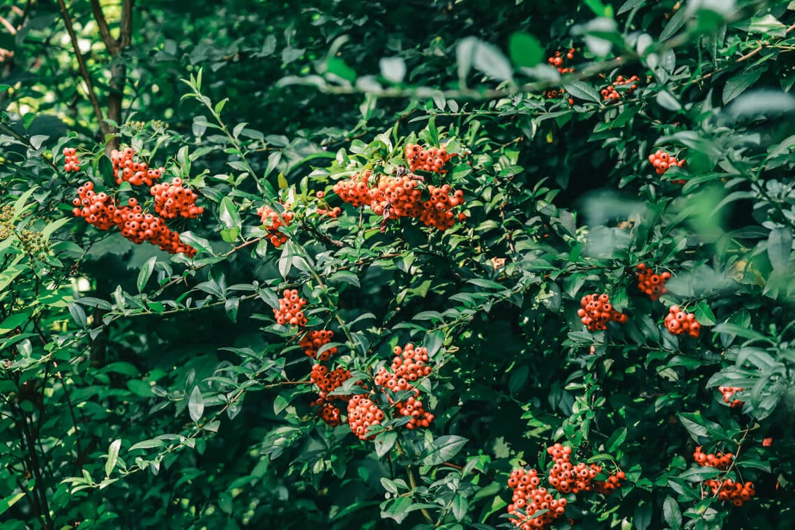 Feuerdorn (Pyracantha)