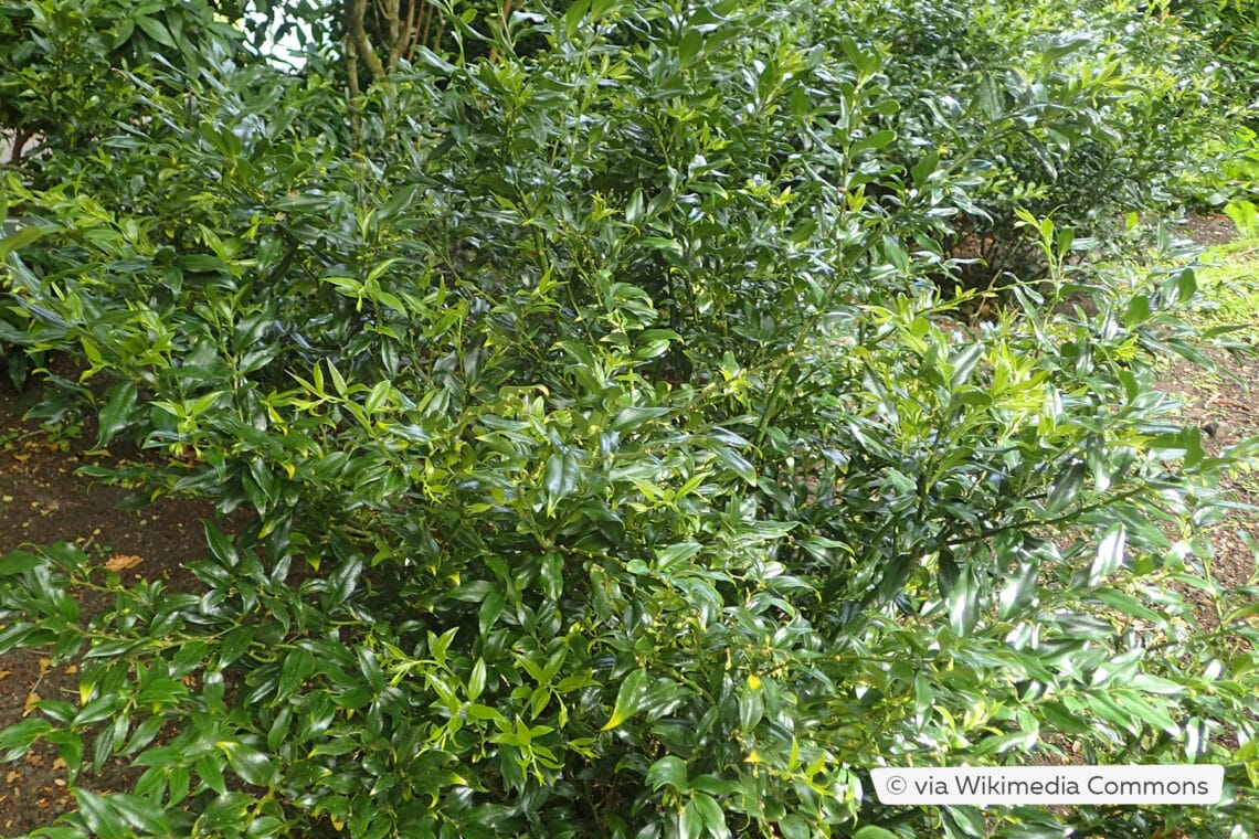 Fleischbeere (Sarcococca confusa)