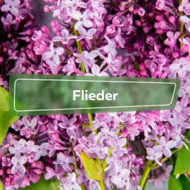 Flieder