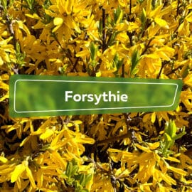 Forsythie