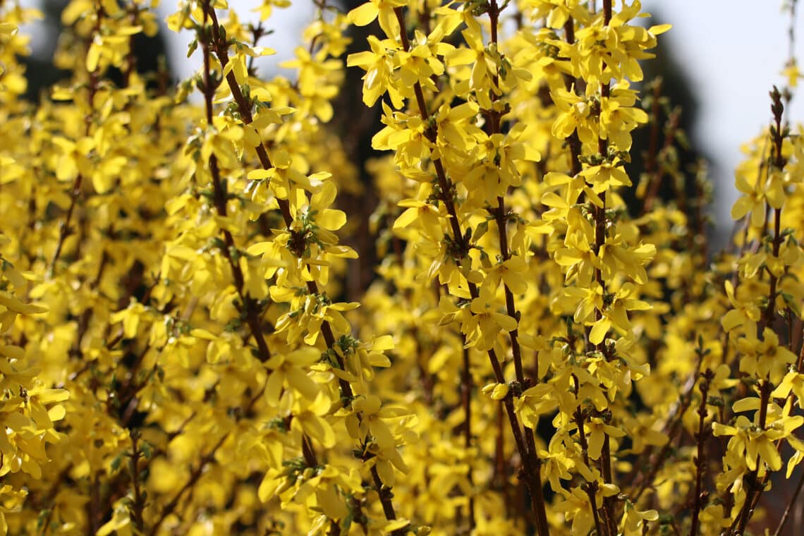 Forsythie (Forsythia)