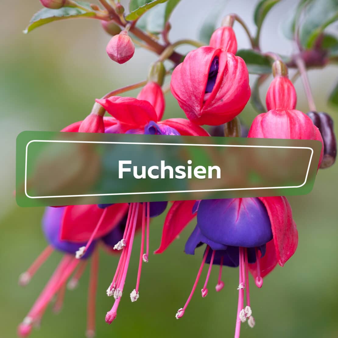 Fuchsien