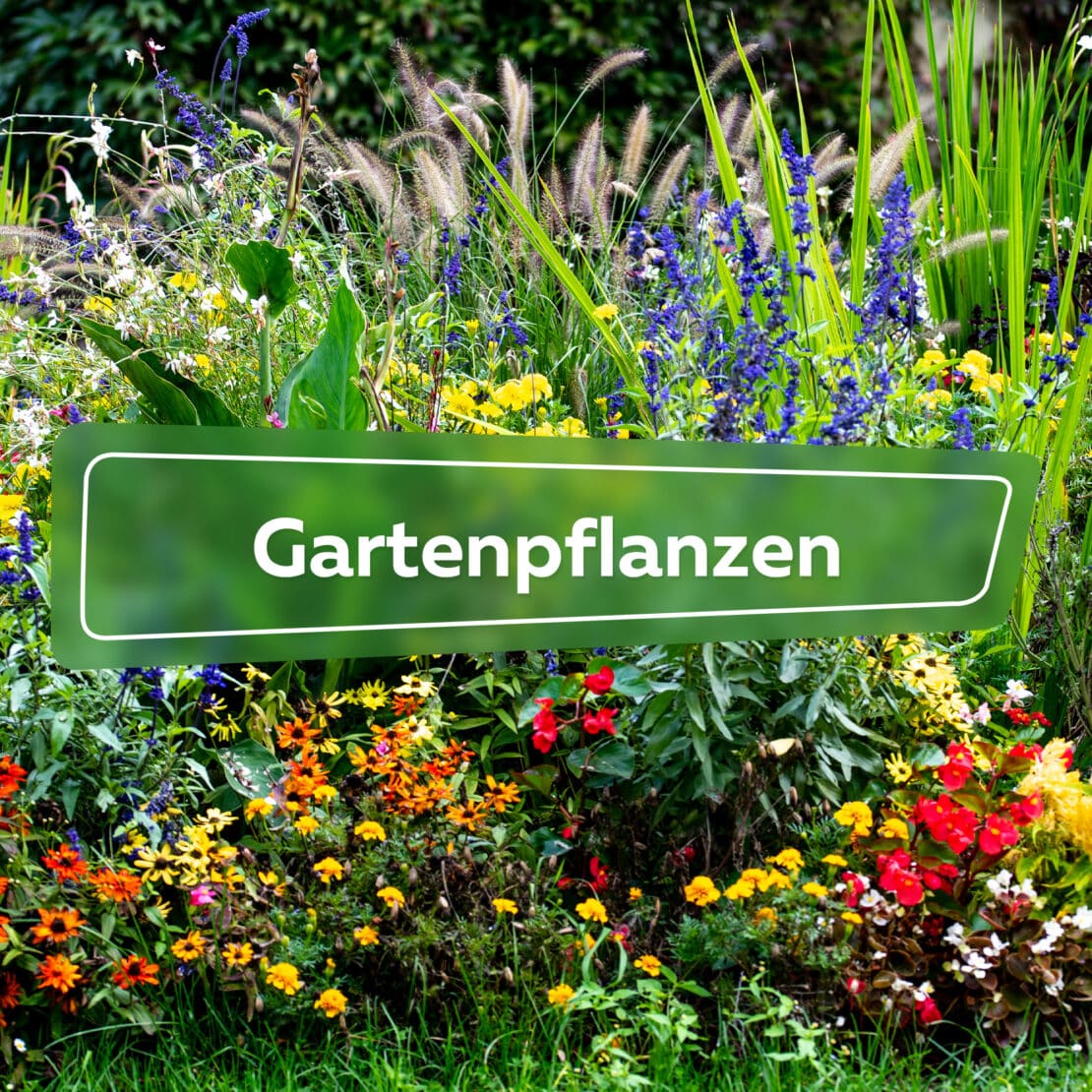 Gartenpflanzen