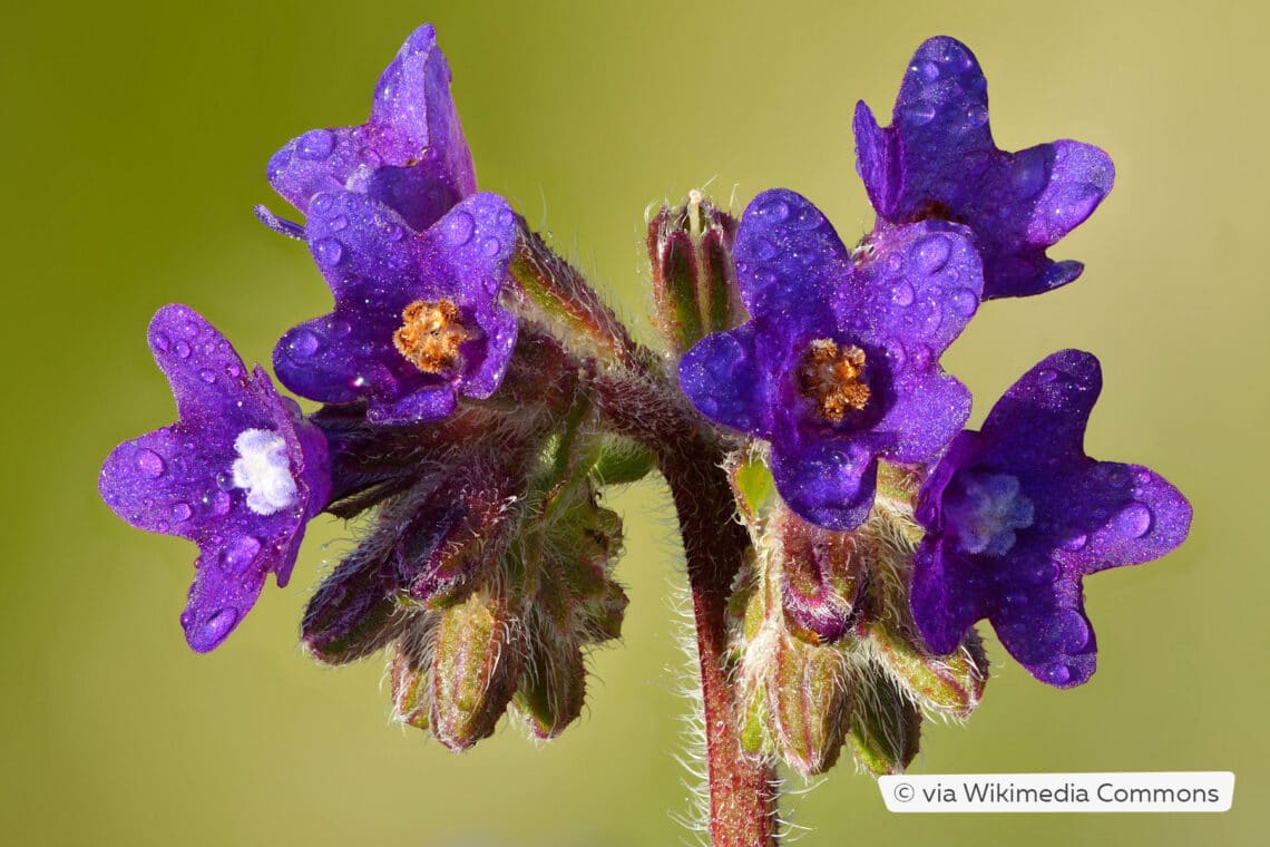 Gemeine Ochsenzunge (Anchusa officinalis)