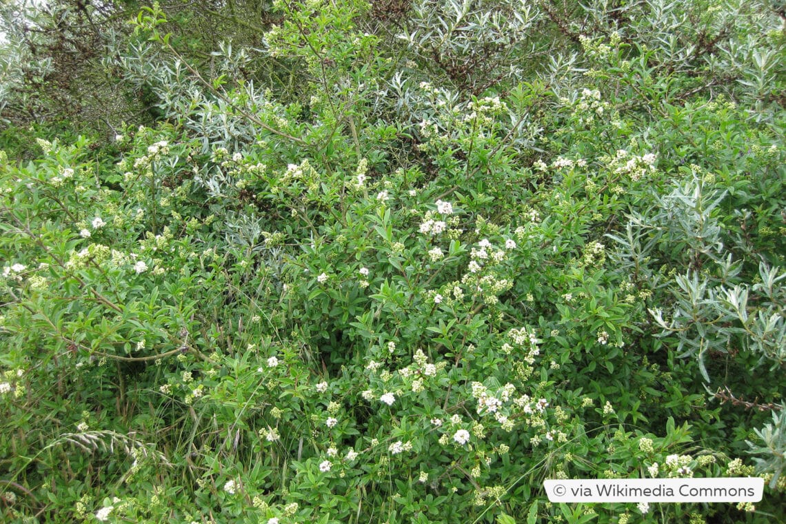 Gemeiner Liguster (Ligustrum vulgare)