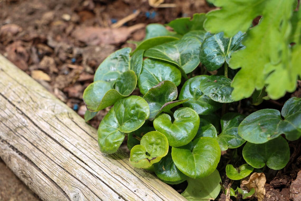 Gewöhnliche Haselwurz (Asarum europaeum)