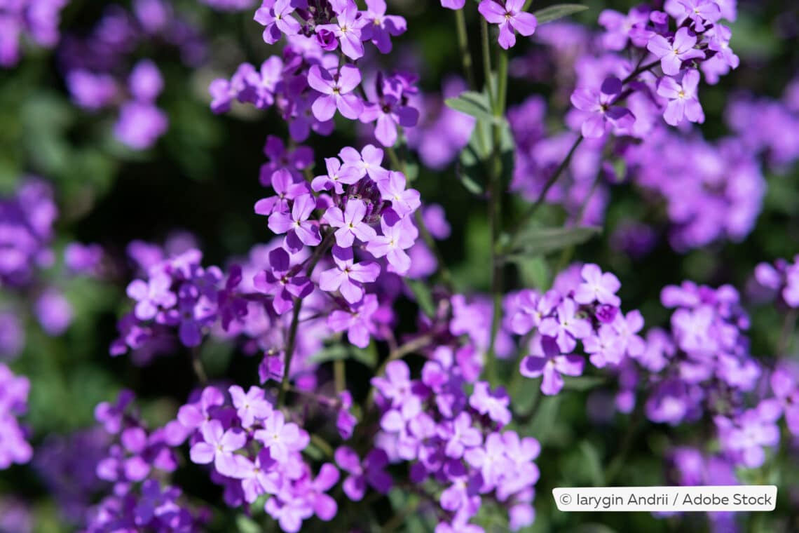 Gewöhnliche Nachtviole (Hesperis matronalis)