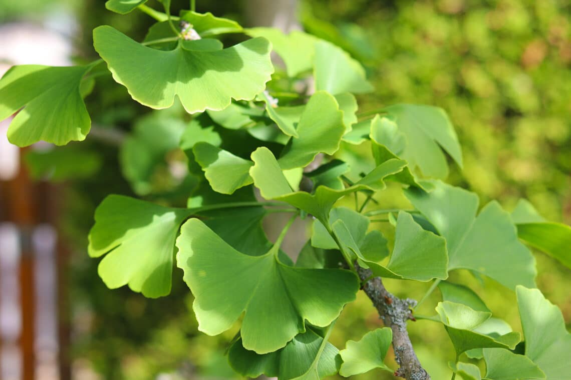 Gingko (Ginkgo Biloba)