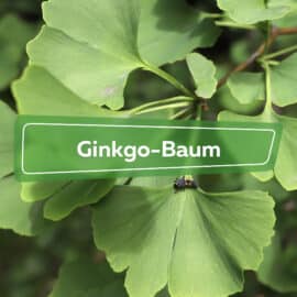 Ginkgo-Baum