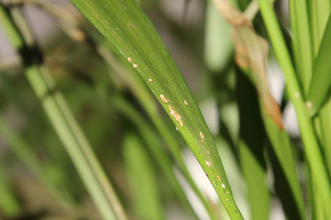 Goldfruchtpalme (Dypsis lutescens) Schildläuse