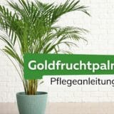 Goldfruchtpalme Pflegeanleitung Titel