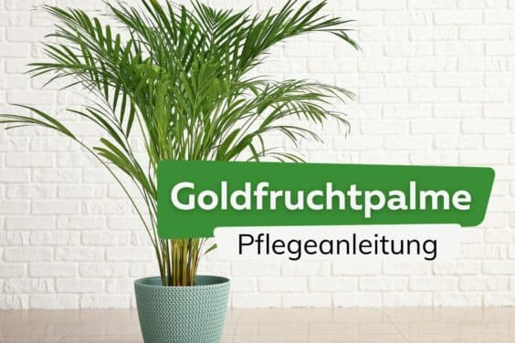 Goldfruchtpalme Pflegeanleitung Titel