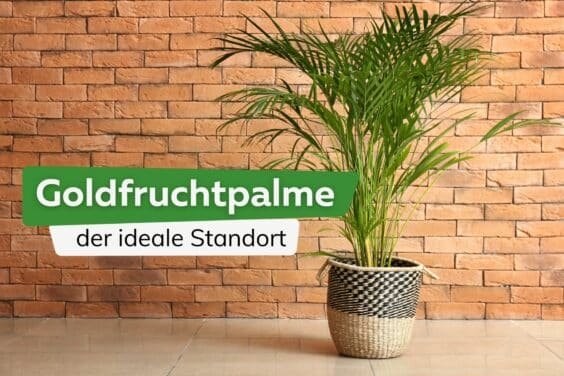 Goldfruchtpalme Standort Titel