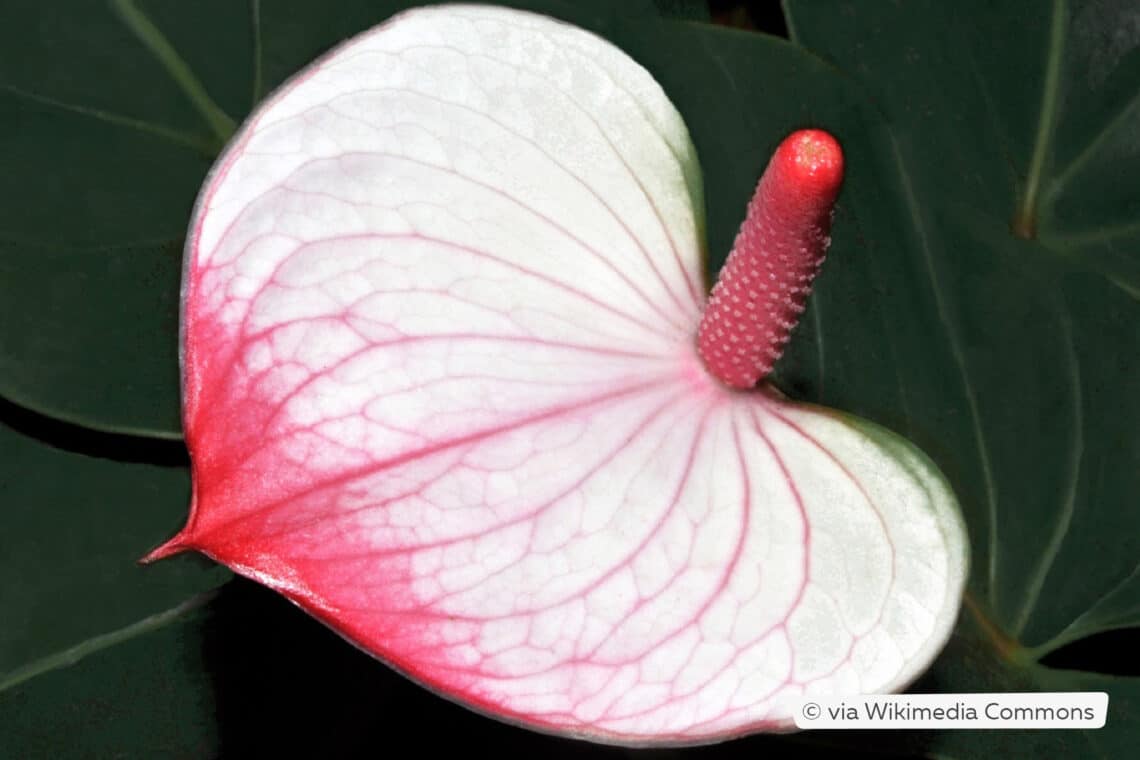 Große Flamingoblume (Anthurium andreanum 'Princess Amalia Elegance')