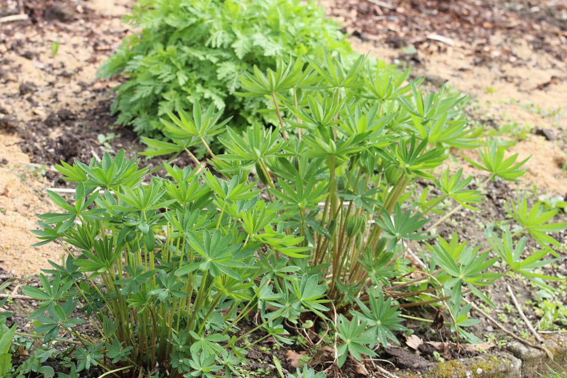 Gründüngung im Garten