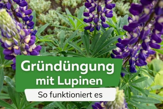 Gründüngung mit Lupinen: So funktioniert's