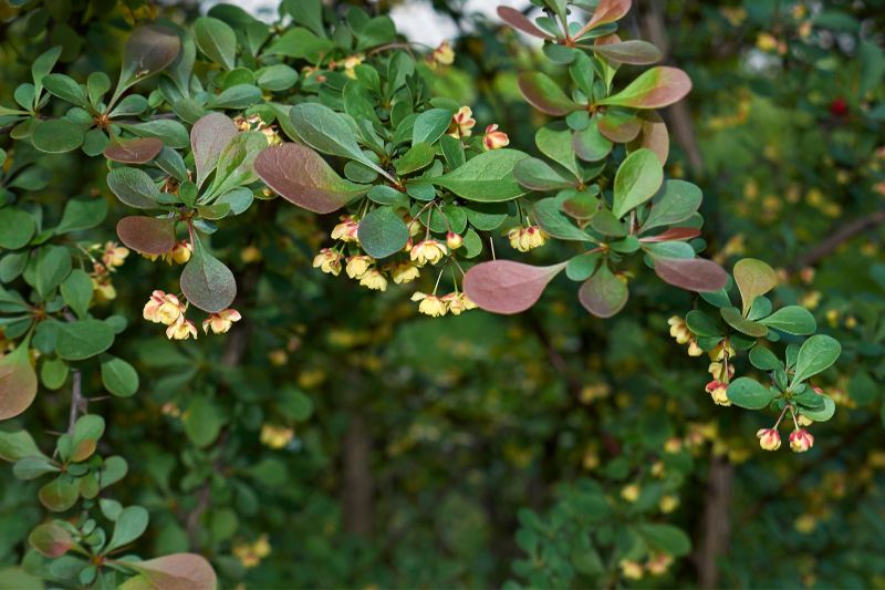 Grüne Heckenberberitze (Berberis thunbergii)