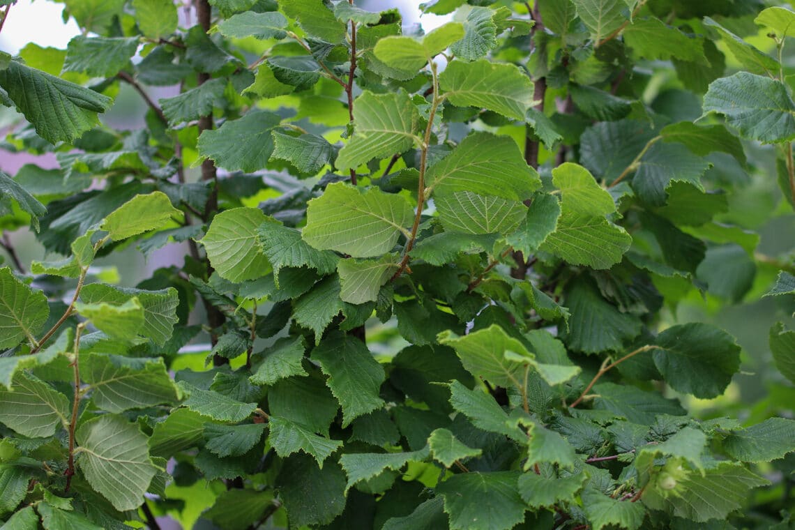 Haselnuss (Corylus avellana)