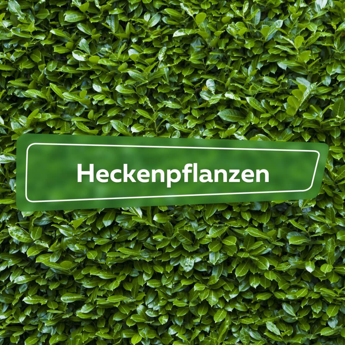 Heckenpflanzen