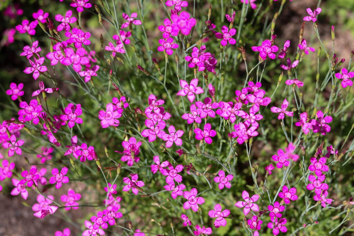 Heide-Nelke (Dianthus deltoides)