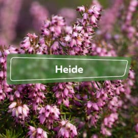 Heide