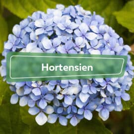 Hortensien