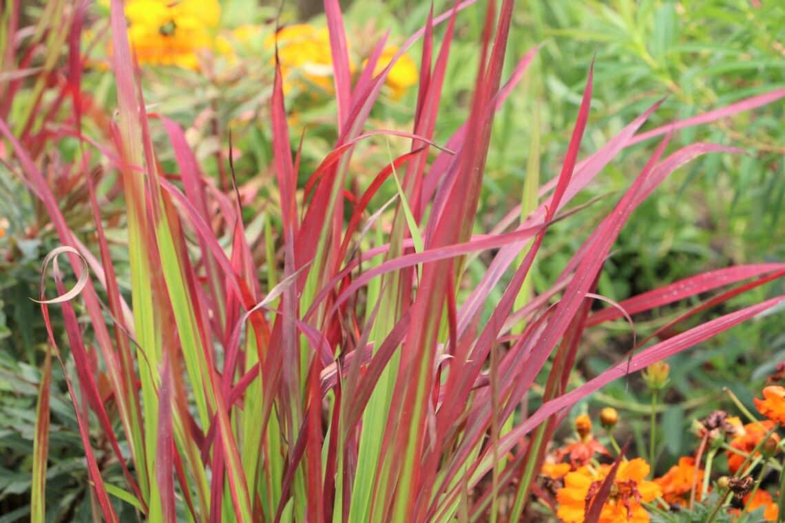 Japanisches Blutgras (Imperata cylindrica)