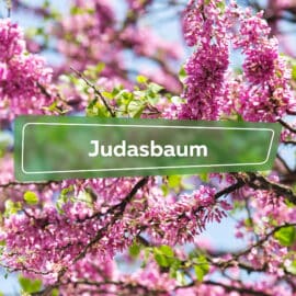 Judasbaum