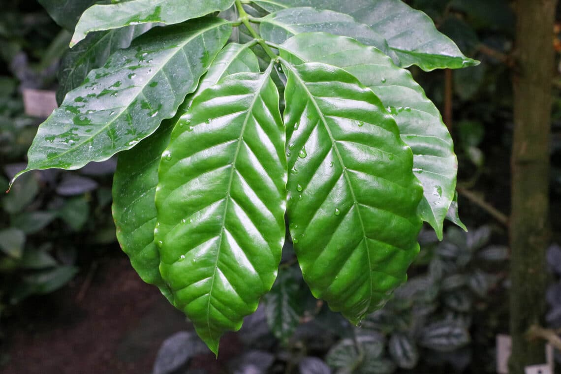 Kaffeestrauch ( (Coffea arabica nana)