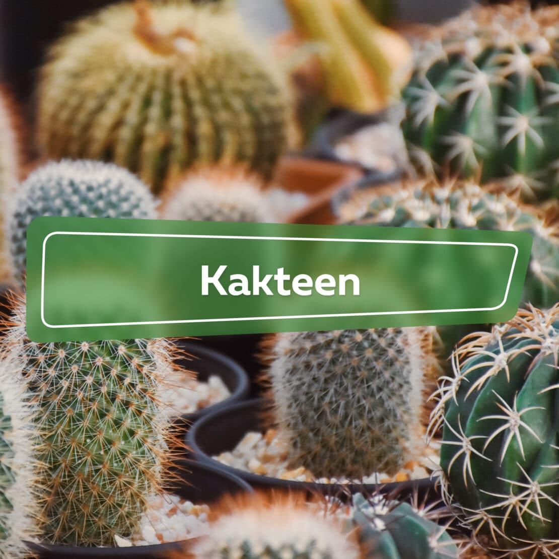 Kakteen