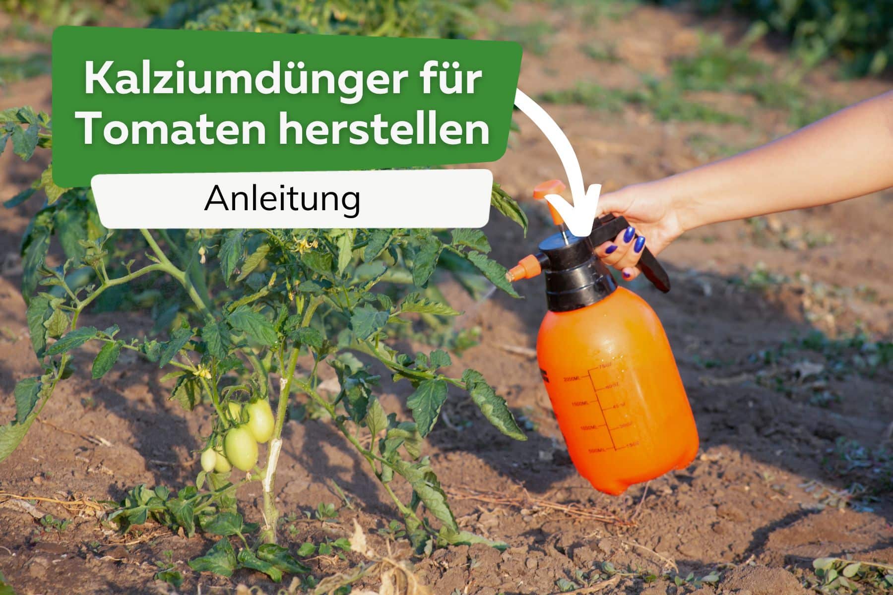 Kalziumdünger für Tomaten Titel