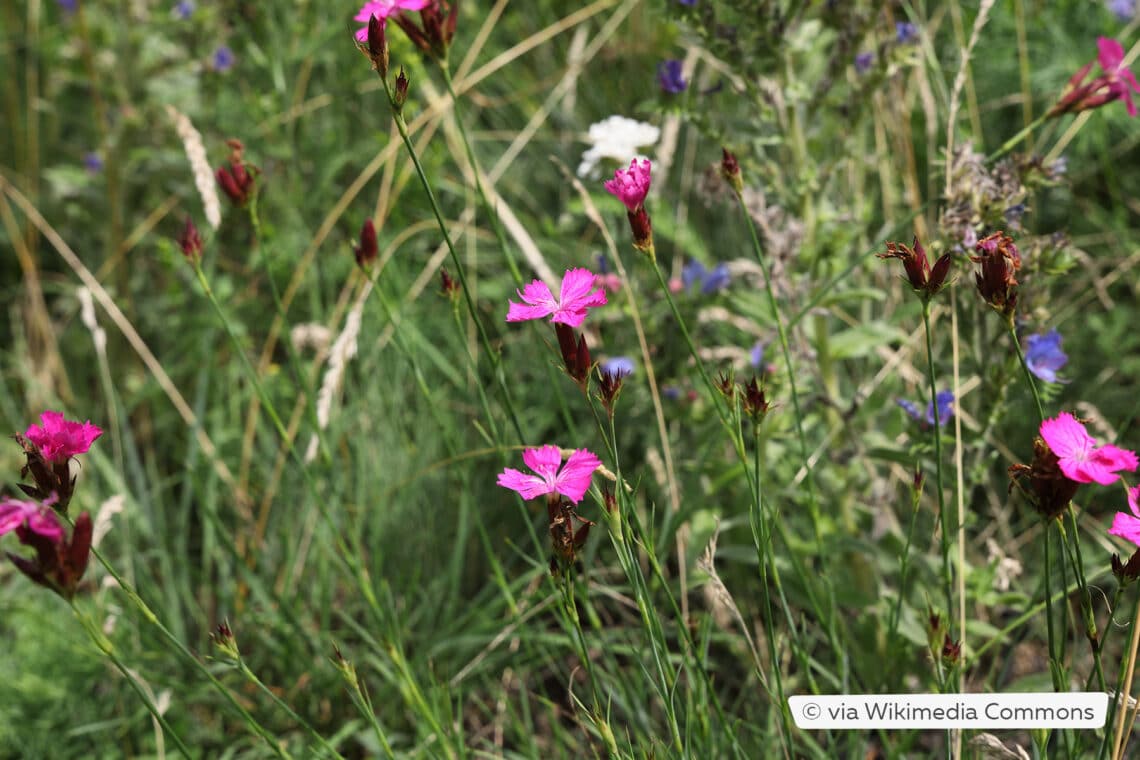 Kartäuser Nelke (Dianthus carthusianorum)