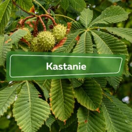 Kastanie