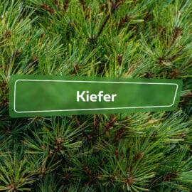 Kiefer