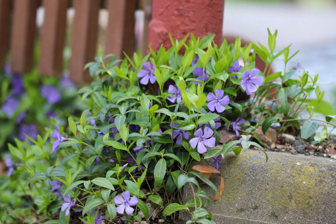 Kleinblättriges Immergrün (Vinca minor)