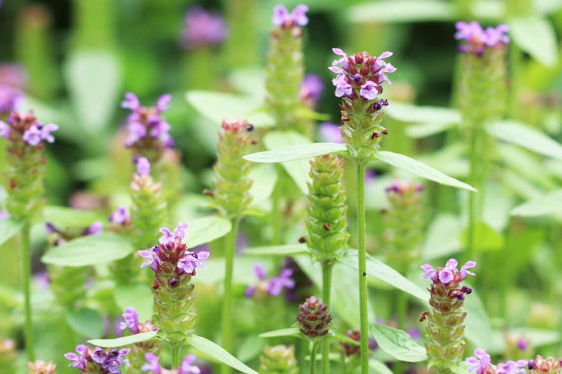 Kleine Braunelle (Prunella vulgaris)