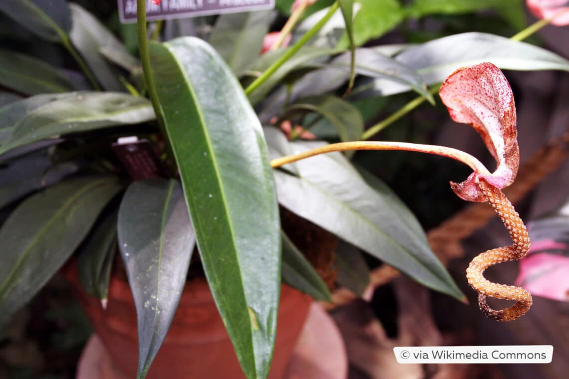 Kleine Flamingoblume (Anthurium scherzenarium var. 'Rothschildianum')