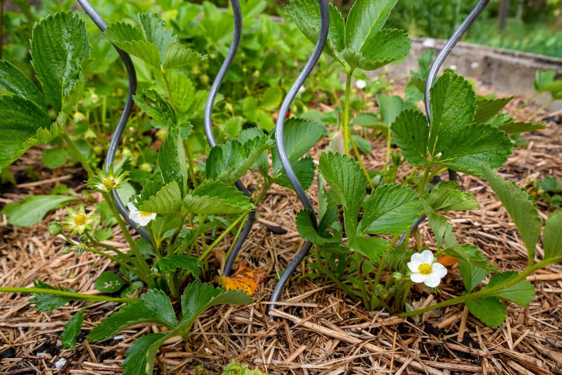 Klettererdbeeren an Pflanzstäben