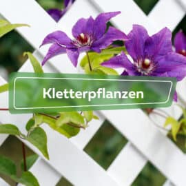 Kletterpflanzen