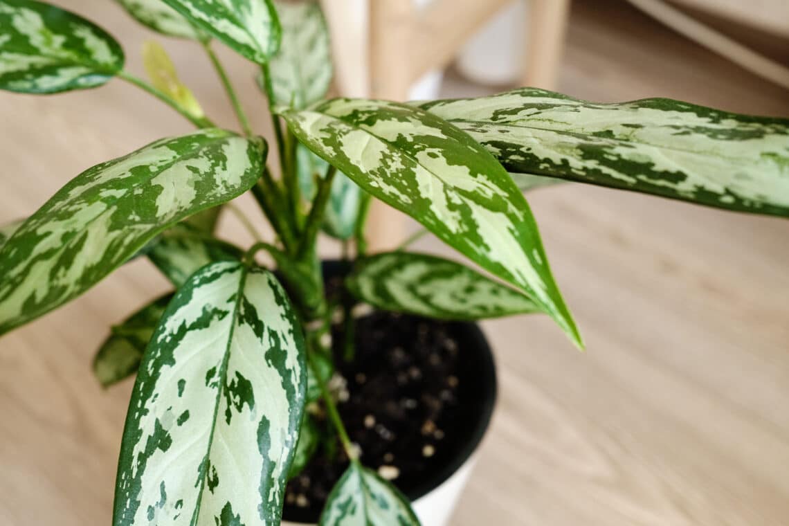 Kolbenfaden (Aglaonema)